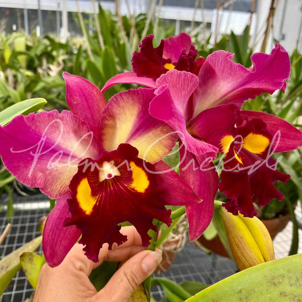 Rlc. Kyla Kobayashi 'Palmer Orchids' — Palmer Orchids